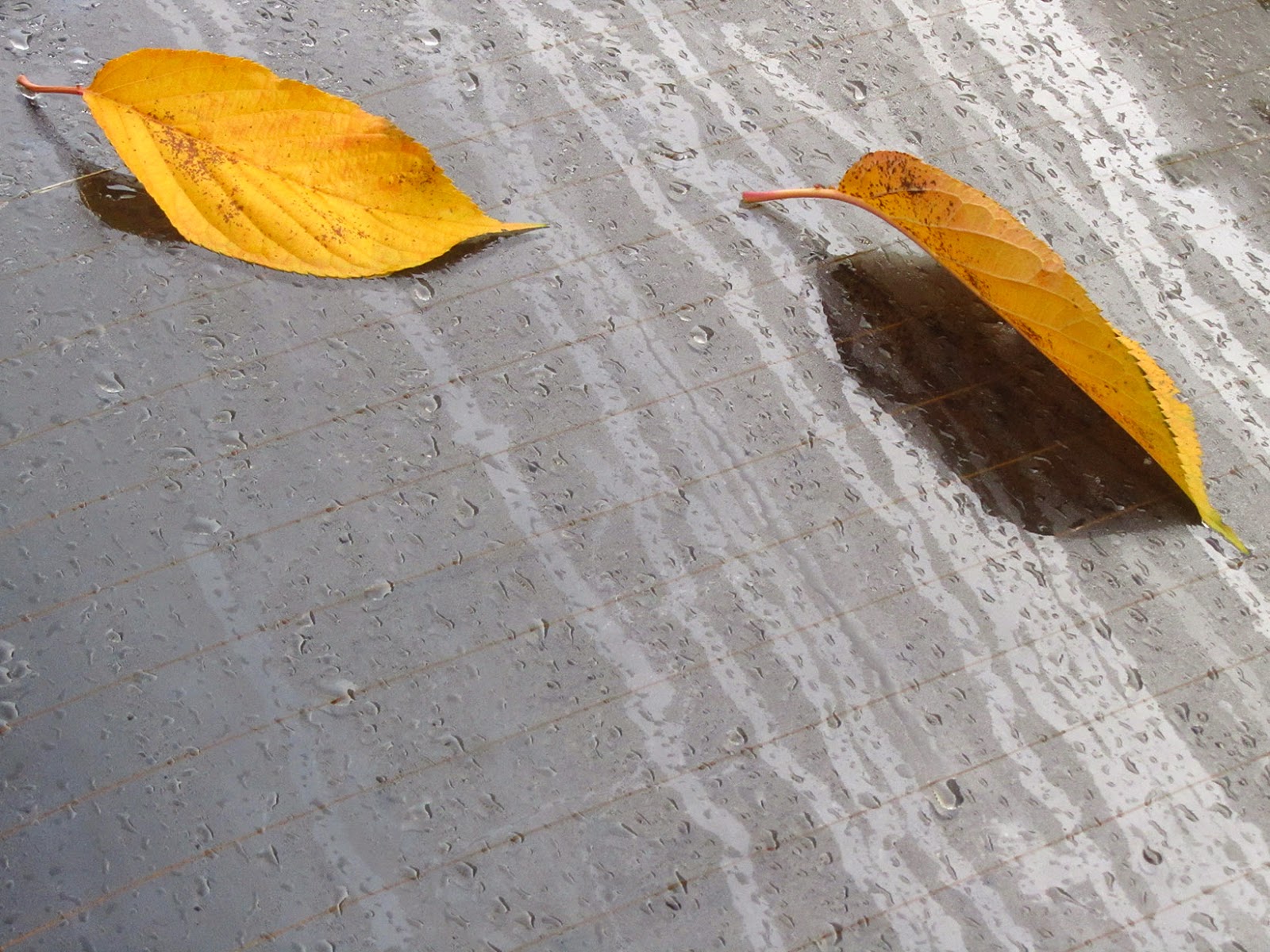 two yellow leaves on the rear window of a car