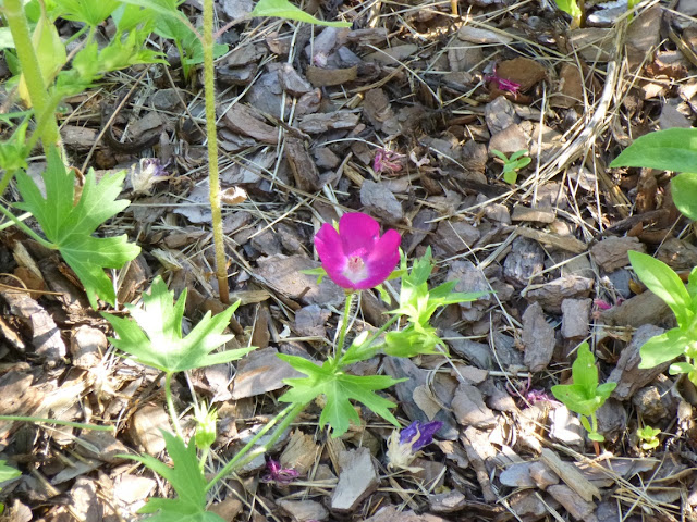 Callirhoe bushii, Bush's Poppy Mallow flower