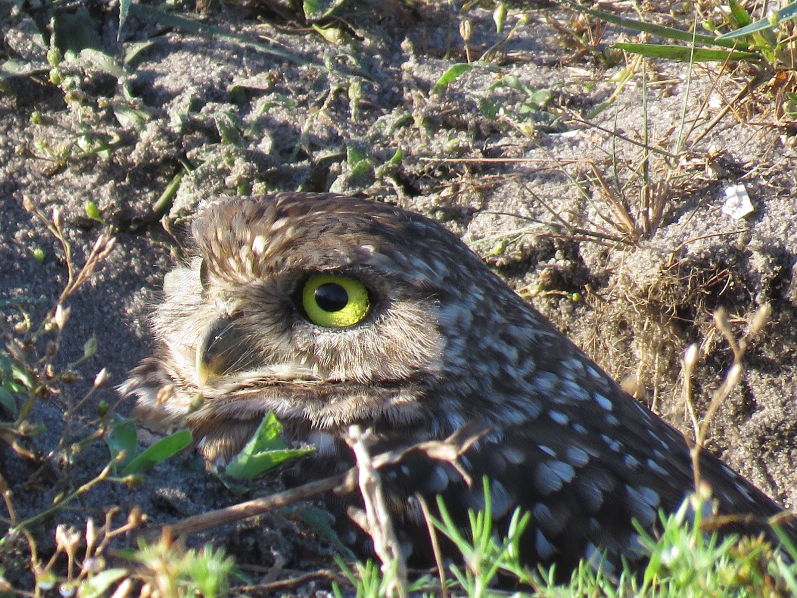 Bird Travel Photos Birding Sites Bird Information Burrowing