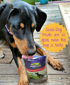 #ZiwiPeak Good-Dog #Venison treats are SO good, Penny thinks even the bag is tasty! #DobermanPuppy #RescueDog #ChewyInfluencer ©LapdogCreations