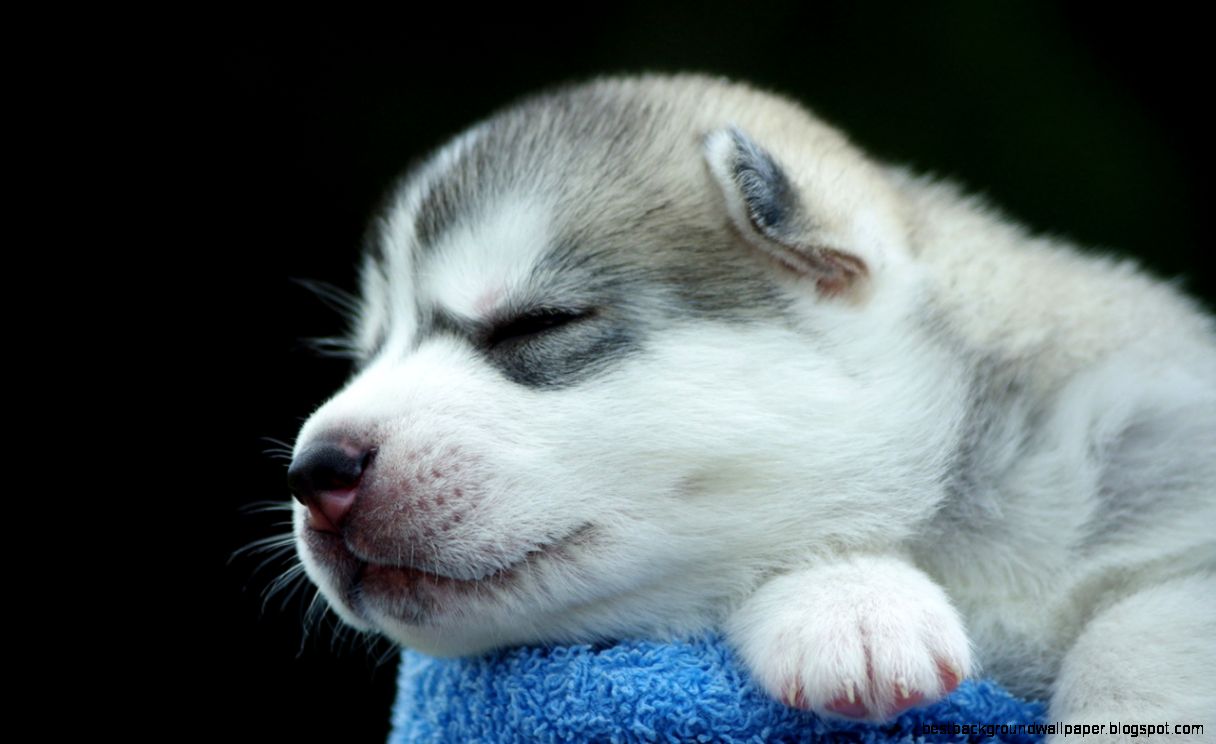 Cute Husky Puppy Best Background Wallpaper
