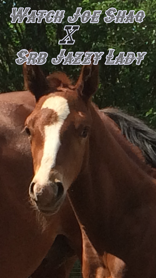 Windy Creek Quarter Horses Syd's stud colt