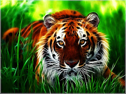 tiger desktop wallpapers phone iphone