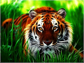 Online Wallpapers Shop: Free Tiger Wallpaper, Desktop Tiger Wallpapers HD