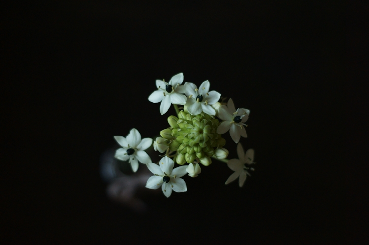 Blog + Fotografie by it's me! - Gärtnerschreck Milchstern auf Schwarz Serie 6