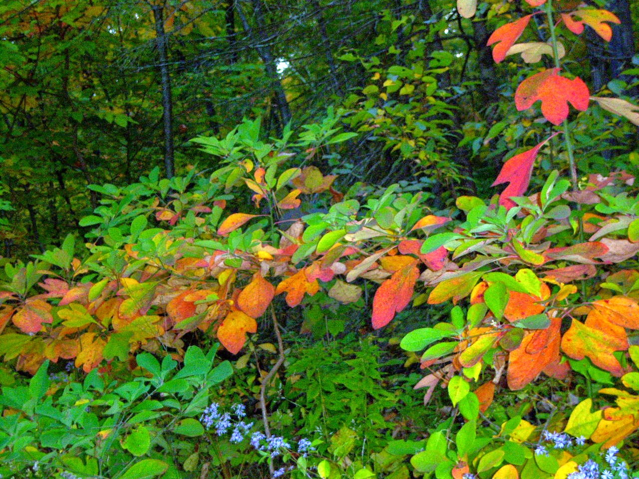 Sassafras and History Centuries of Uses. Restore this plant to broader