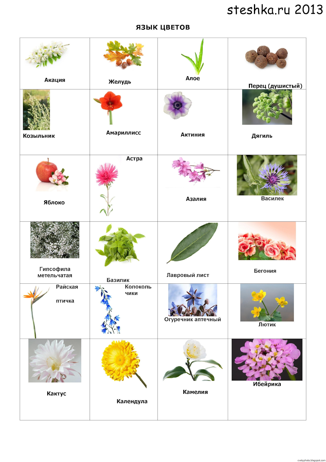 Названия цветов с картинками