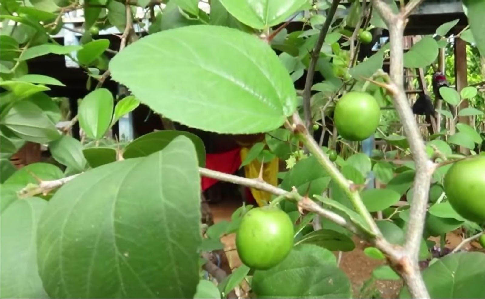87+ Gambar Pohon Bidara Atau Apel India 87+ Gambar Pohon Bidara Atau Apel India