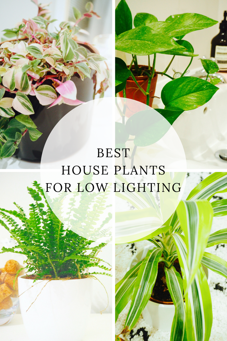 Best House Plants For Low Lighting Best House Plants For Low Lighting