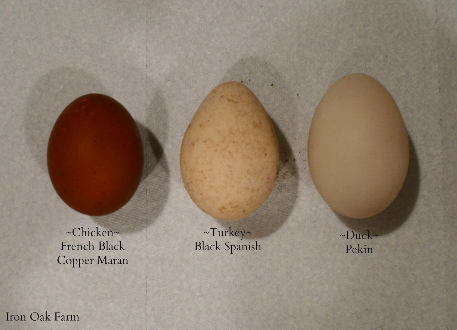 Turkey Eggs | Community Chickens