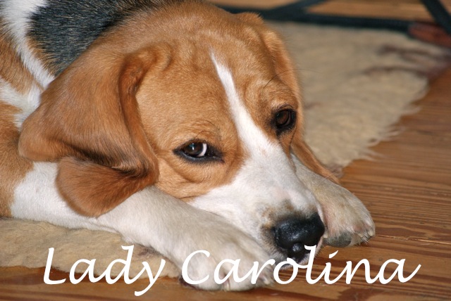 Lady Carolina