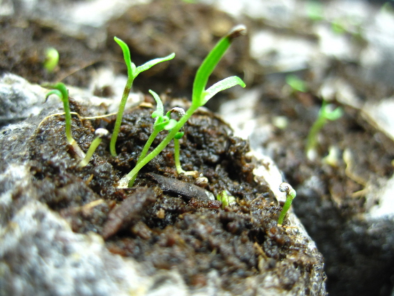 green out every window: Seedling Lessons Part II