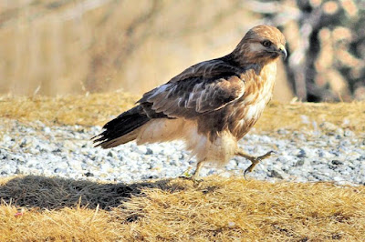 Buteo japonicus