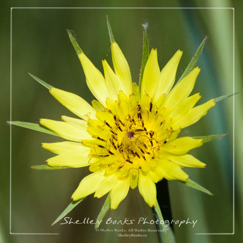 Goat's-beard flower - Western Salsify, Tragopogon dubius. Copyright © Shelley Banks, all rights reserved.