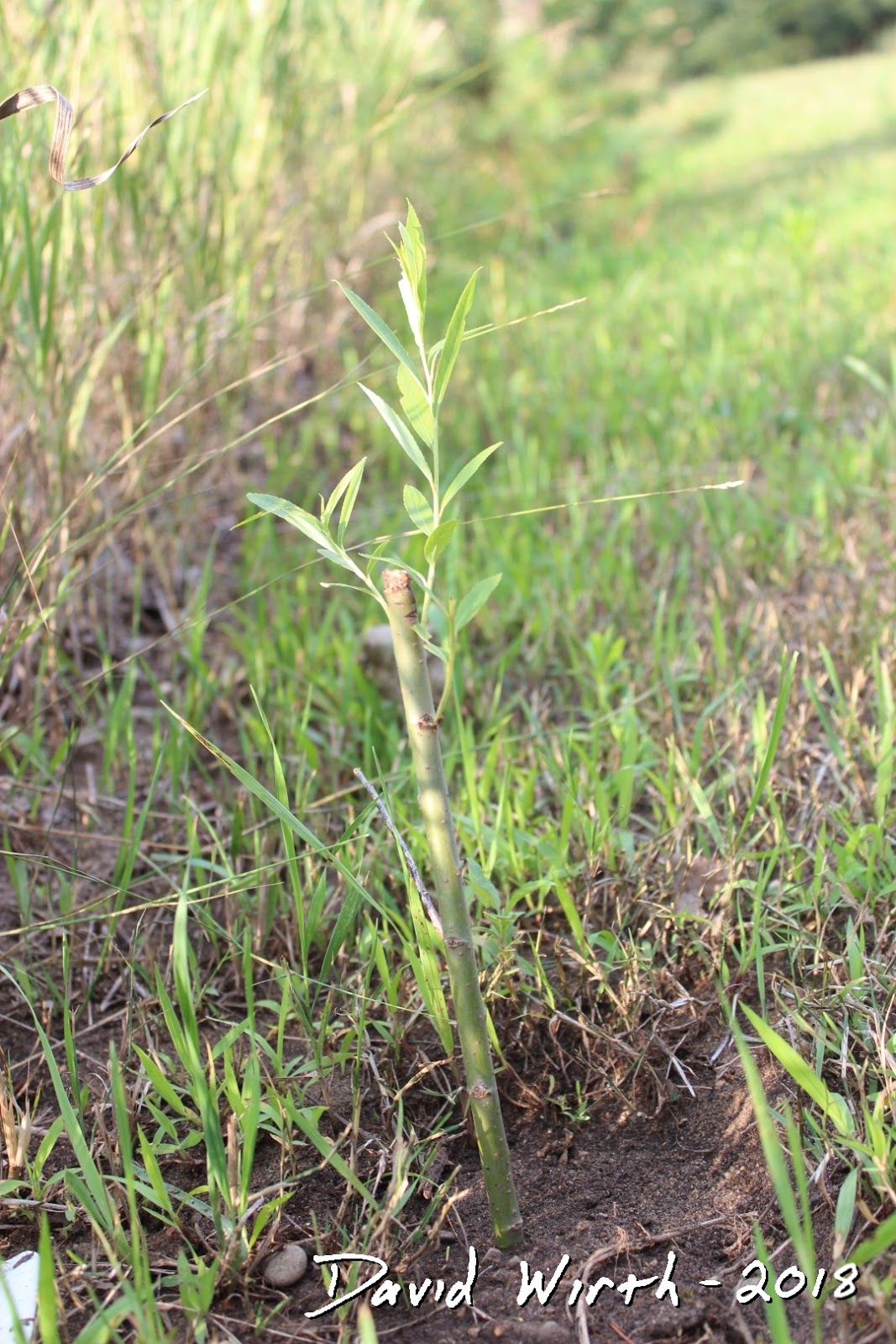 Propagation of Tree Branches Grow Tree from Cuttings