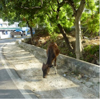 Jaffna au Sri Lanka