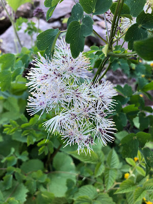 [Ranunculaceae] Thalictrum aquilegifolium – Columbine Mead-Rue (Pigamo colombino)