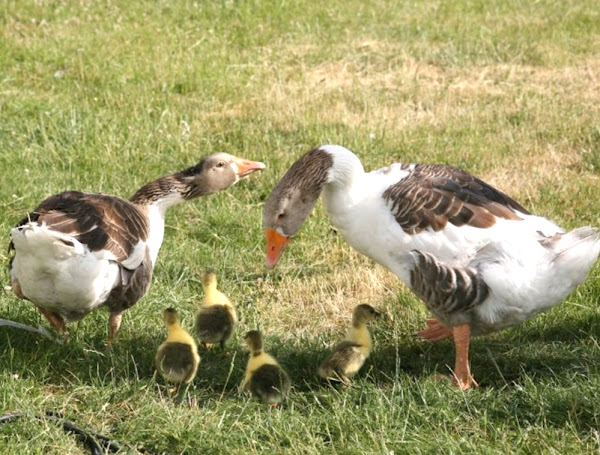 advantages and disadvantages of raising geese, what are the advantages and disadvantages of raising geese, pros and cons of raising geese, advantages of raising geese, disadvantages of raising geese