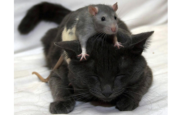 改變老鼠基因不怕貓　有助抗癡呆症