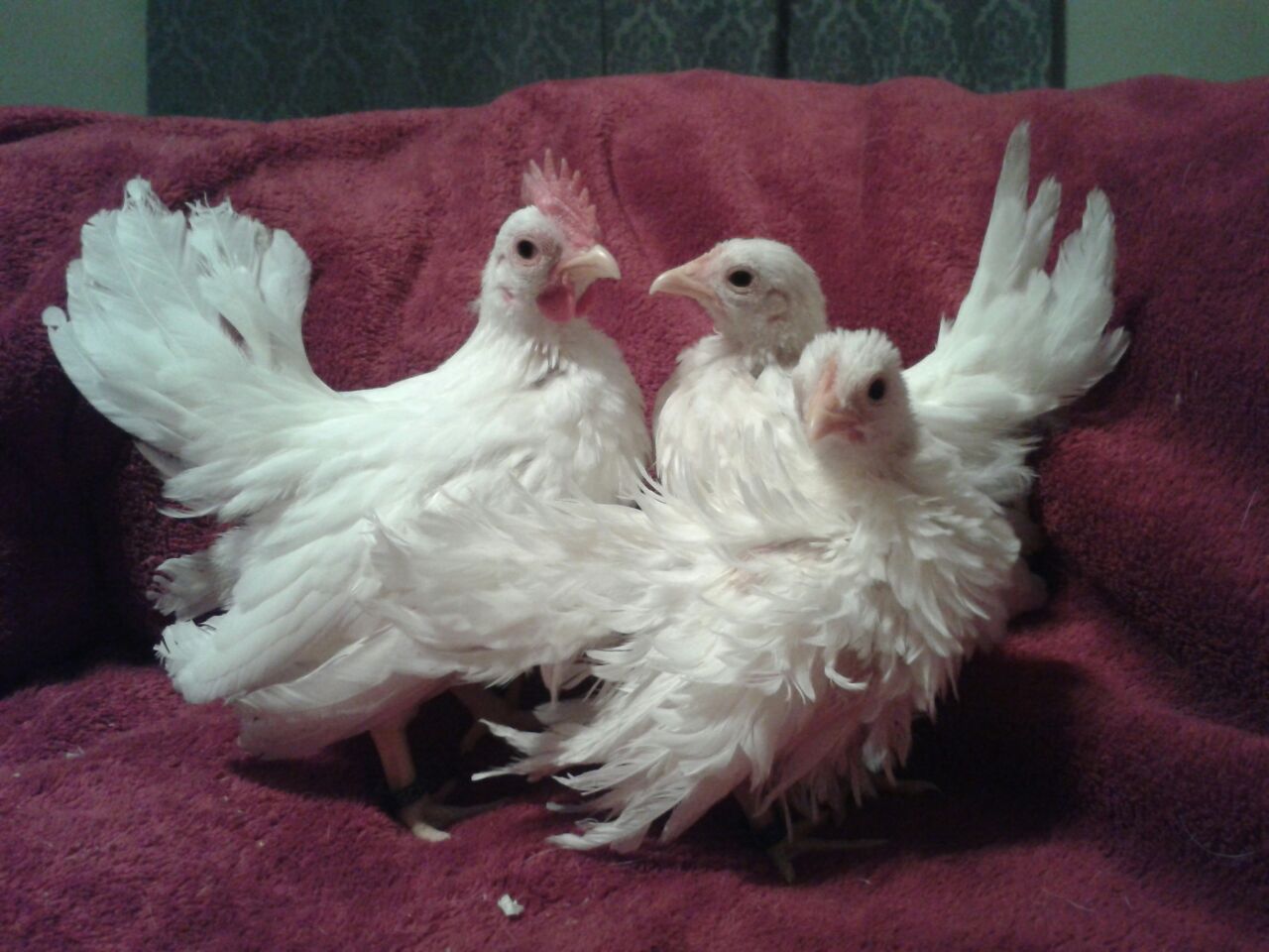 Colorado Foothills Sebastopol, Serama and Silkie Chicks and Eggs