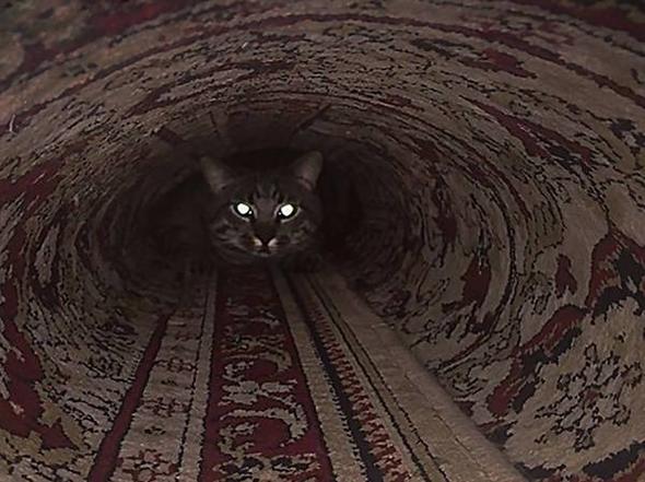 Смешной кот в ковре