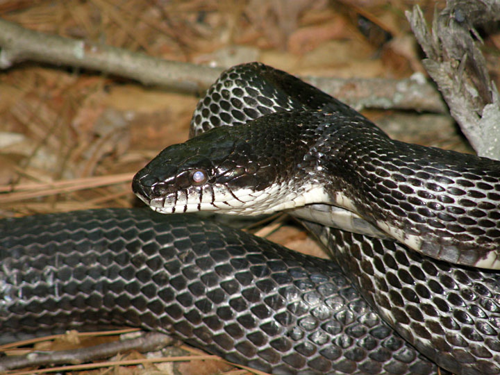 Anybody Seen My Focus? Black Rat Snake (Pantherophis obsoleta) Broad