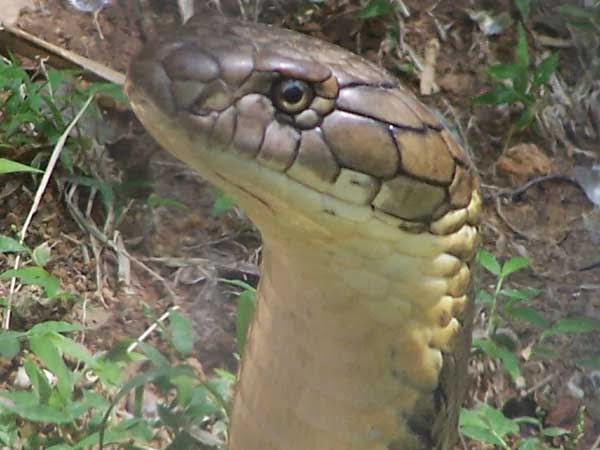 Quelle Est L'animal Le Plus Venimeux Au Monde les serpents les plus dangereux du monde (suite) - Le Grand Univers