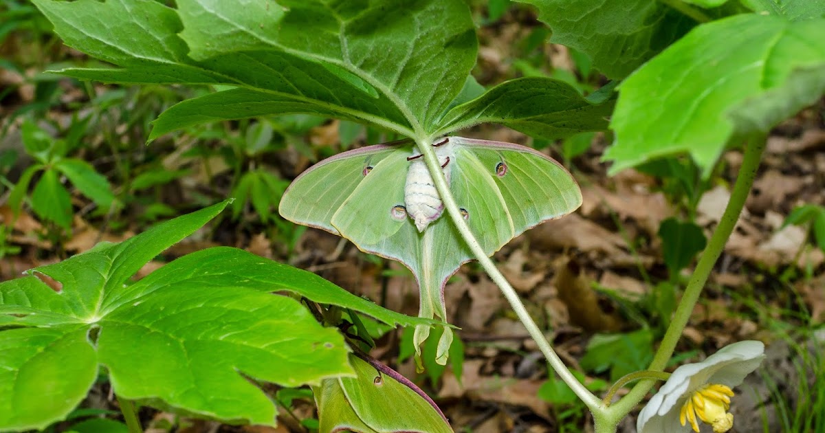On the Subject of Nature Luna Moth