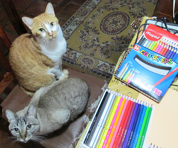 Livro Para Colorir Meu Pet - Gatos
