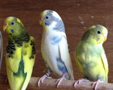 Bajri parrot online