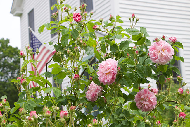 Close Up Purple Buddleia Davidii Stock Photos Close Up Purple