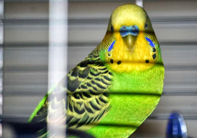 Focus On Life ~ Week 40: Give us a Smile! The Australian Budgie :: All Pretty Things