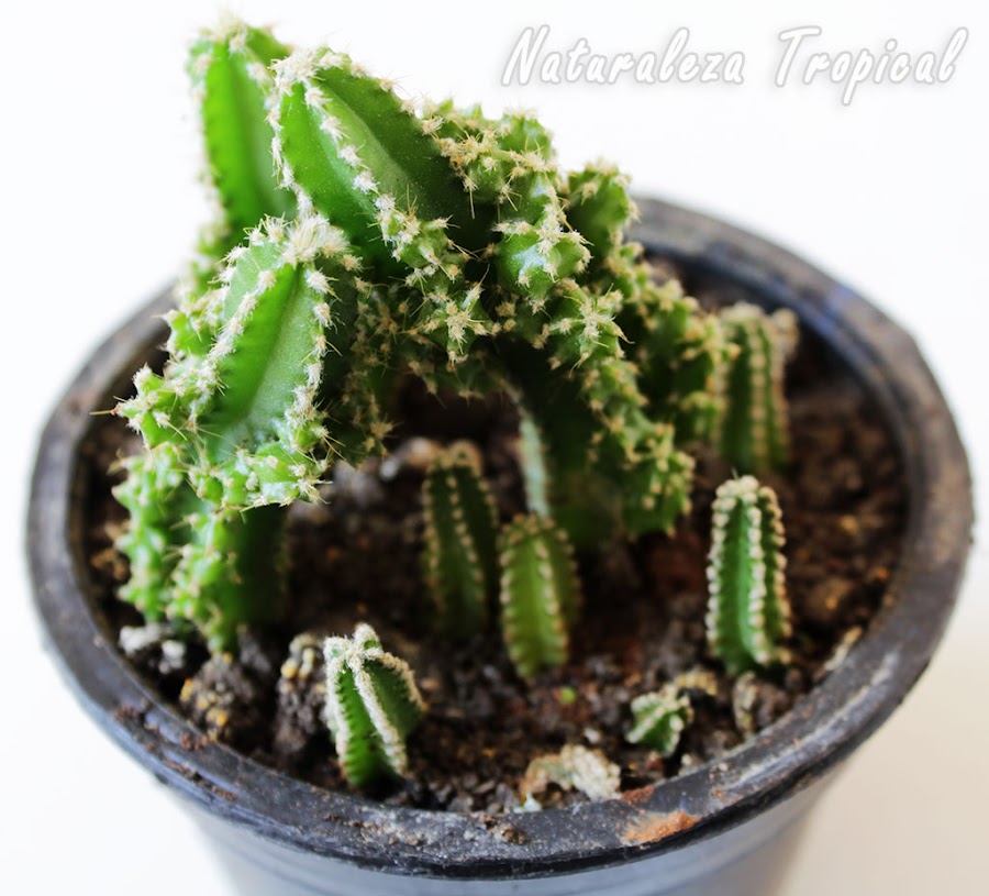 Otra foto del cactus conocido como Castillo de Hadas en maceta, Acanthocereus tetragonus fairy castle
