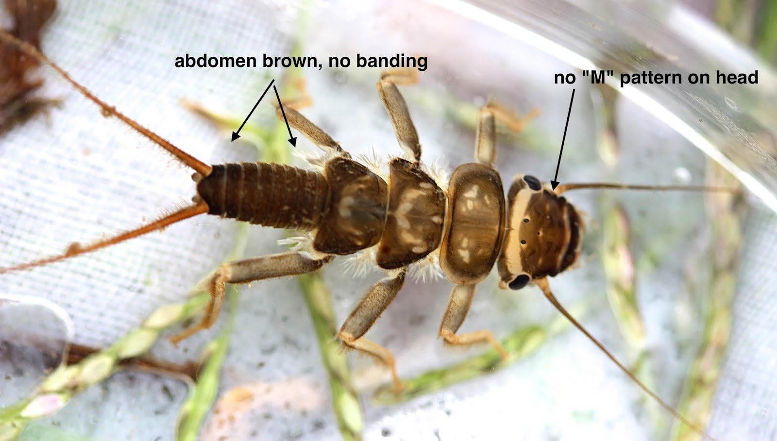 Aquatic Insects of Central Virginia: September 2013