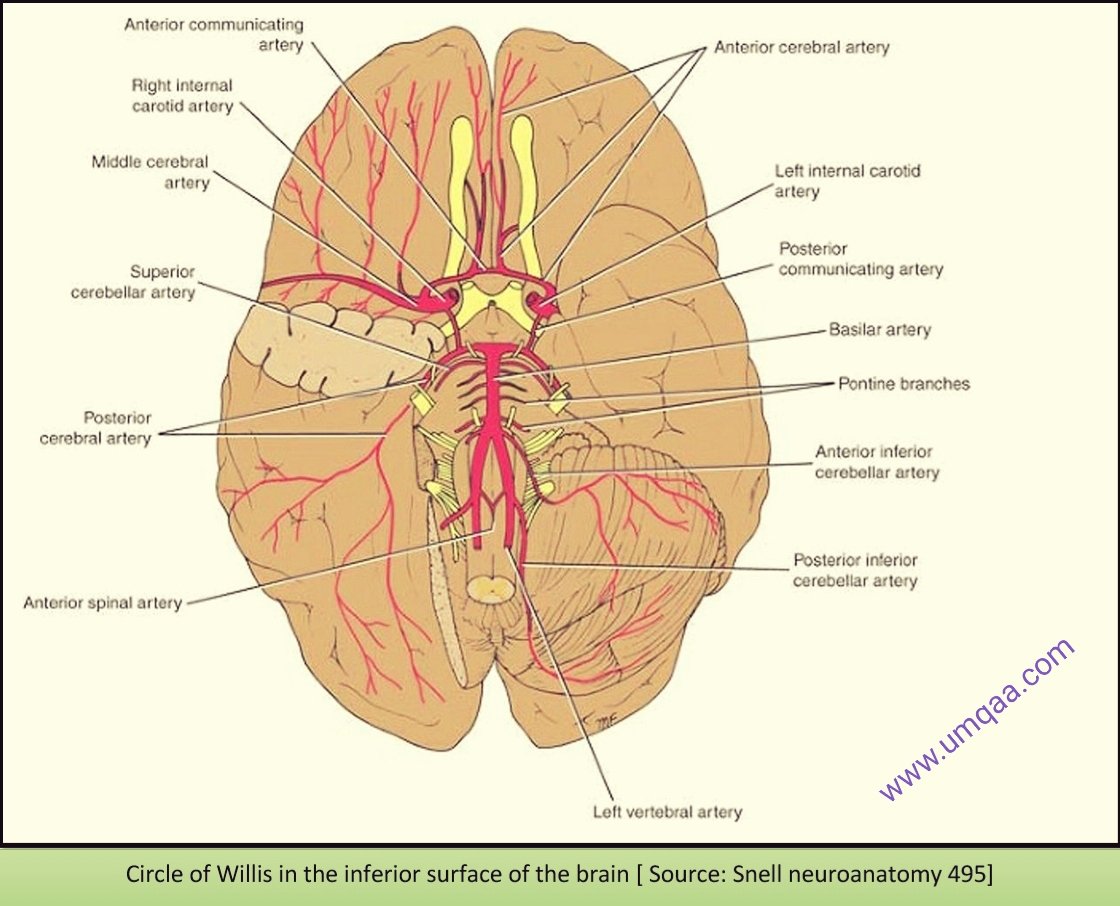 What is the circle of Willis?