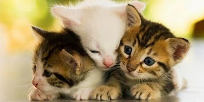 10 Hewan Lucu Yang Ternyata Bisa Membunuh Manusia Infophoria