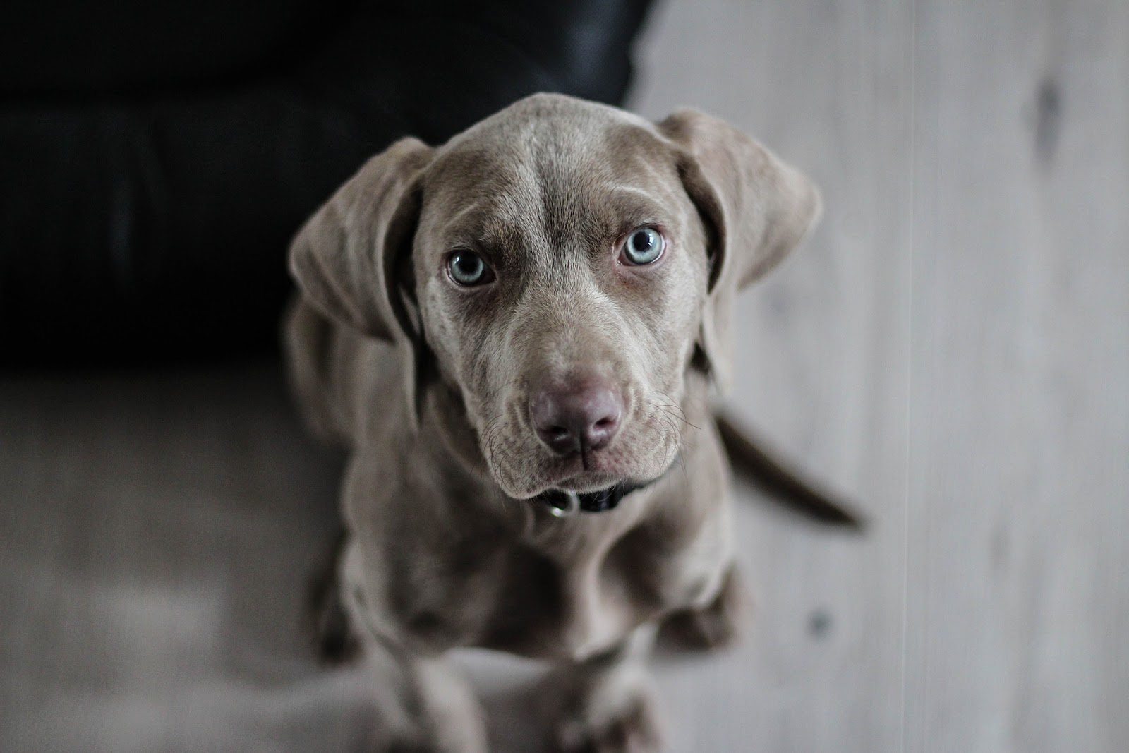 weimaraner wearing clothes