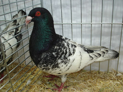 Spaniertaube-utiliy pigeons