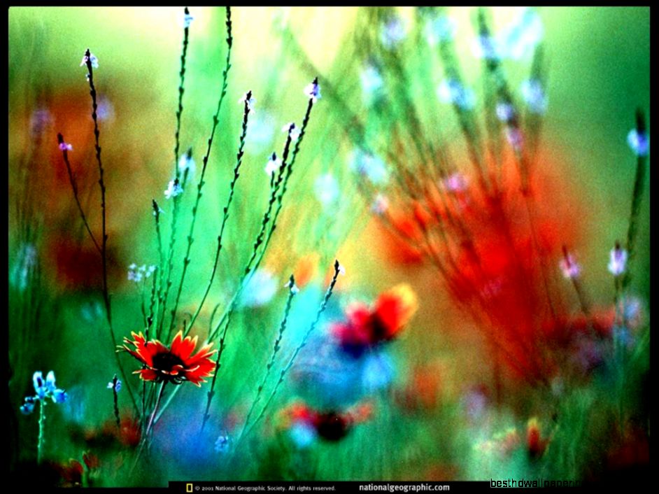 Free Computer Backgrounds And Screensavers Flower photos of