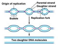 The Steps And Proteins Involved In Dna Replication Prokaryotic And