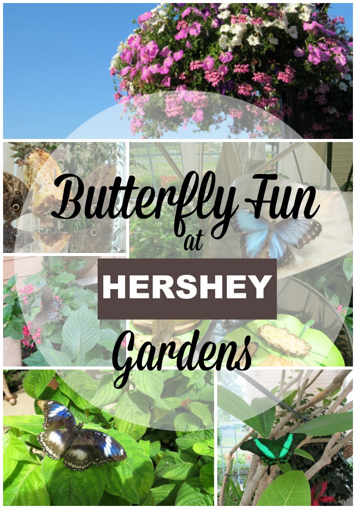 I Love You More Than Carrots YearRound Butterfly Fun at Hershey Gardens