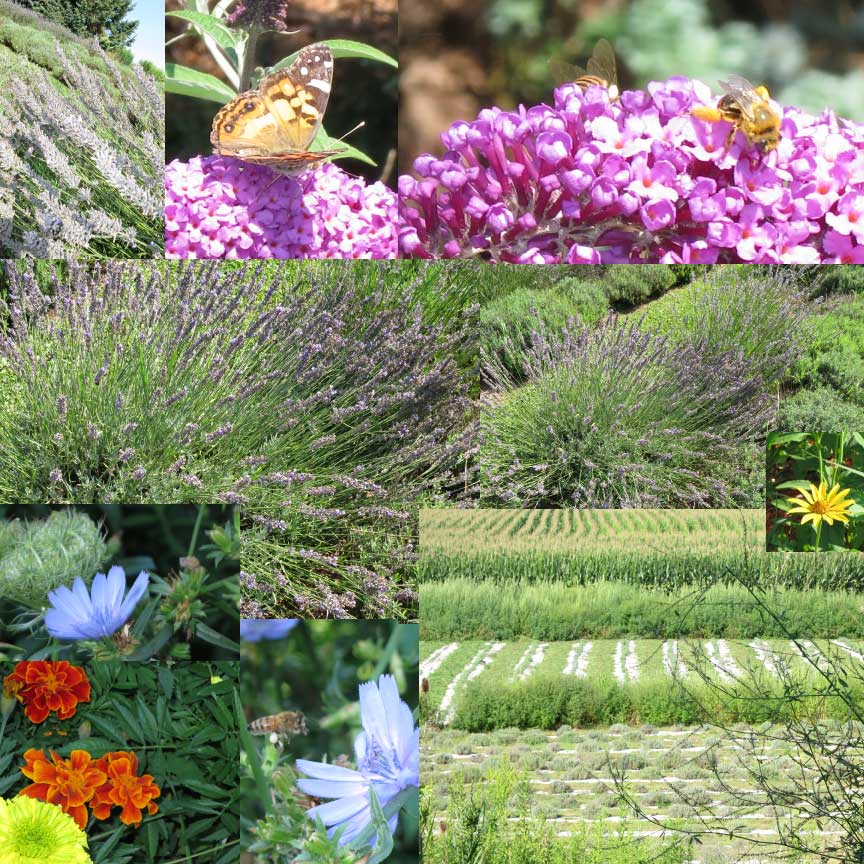 Weir's Lane Lavender and Apiary: Just Pictures