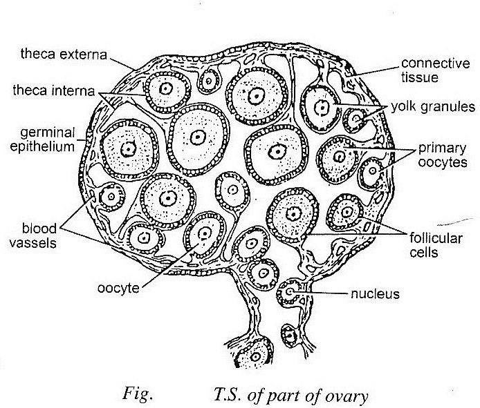 frog ovary parts frog ovary parts
