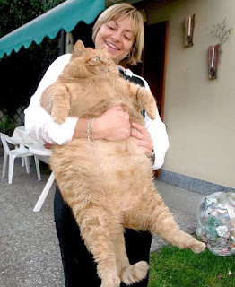 foto kucing terbesar di dunia - gambar hewan - foto kucing terbesar di dunia