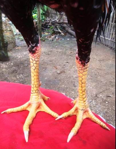 Gambar ayam dan harga ayam super wiring kuning di thailand ~ Ayam