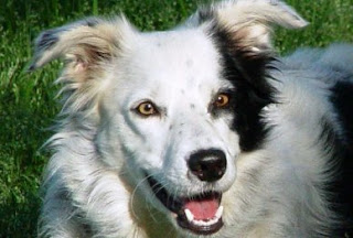Αγγελία ... θανάτου στο Ηράκλειο - Ιδιοκτήτης σκύλου απειλεί να το σκοτώσει, αν δε βρεθεί αγοραστής!