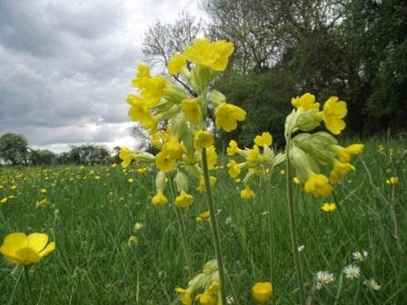 Cowslips in the wild