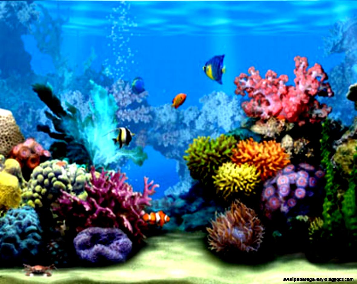 C Reef Wallpaper