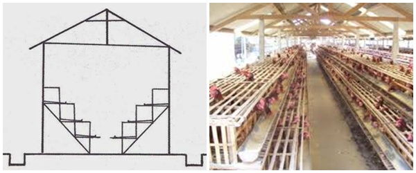 Pedoman Membuat Kandang Baterai Ayam Petelur Budidaya Usaha Pedoman Membuat Kandang Baterai Ayam Petelur Budidaya Usaha