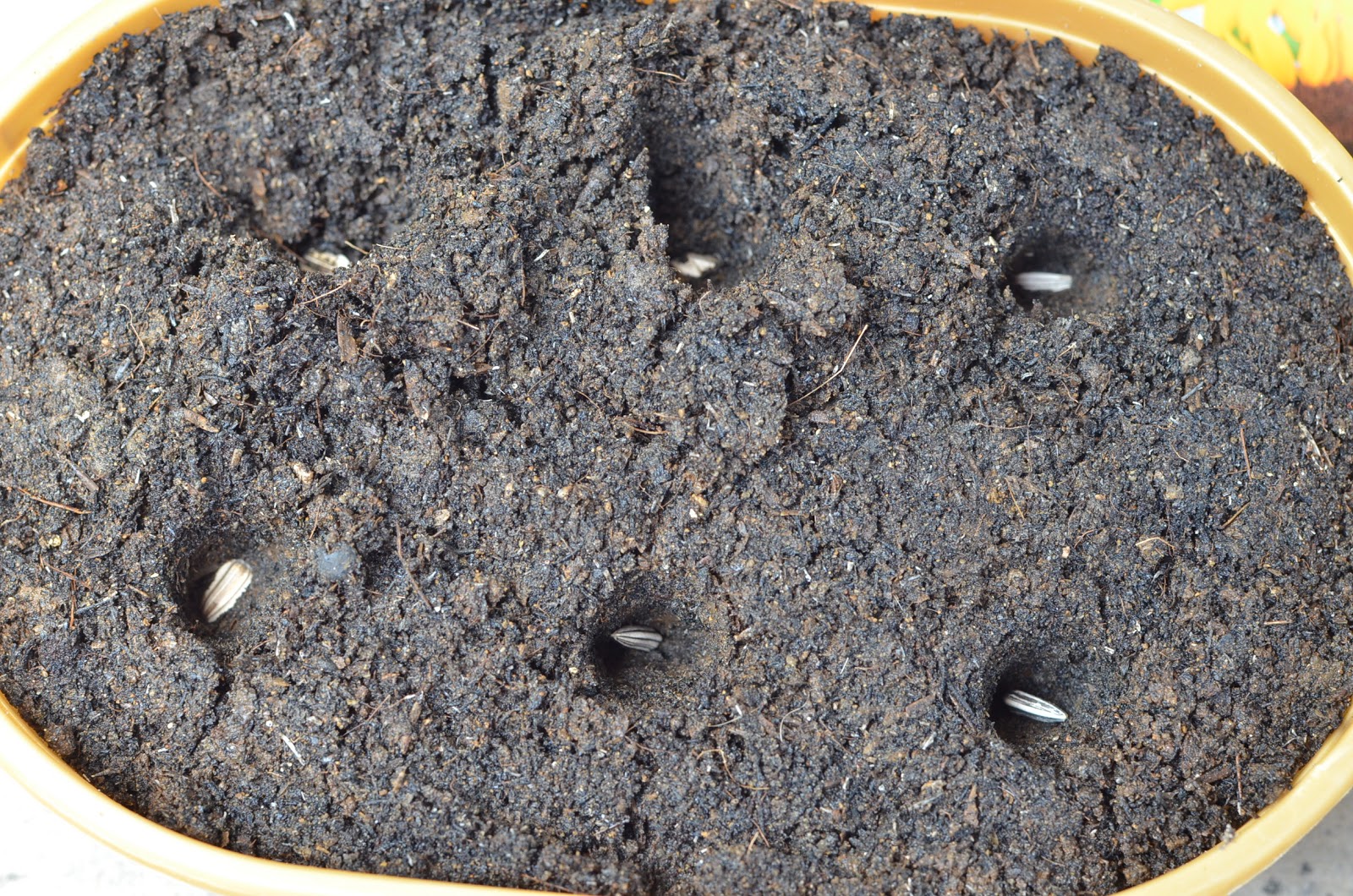 Sunflower Project: Planting Sunflower Seeds